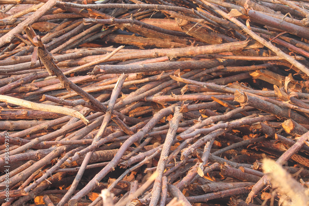 Bundle Stock of Dry Thin Branches of Wood Bundle Stock of Dry Thin Branches of Wood