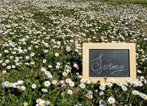 campo di margherite con lavagna primavera