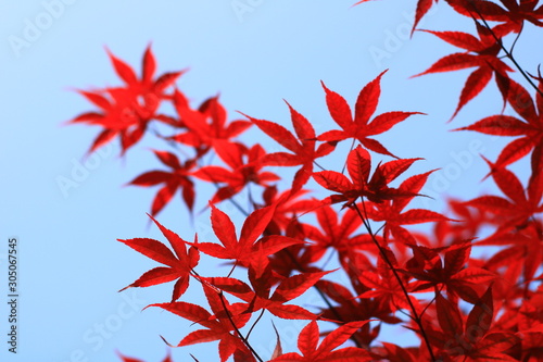 autumn leaves on blue background © Erol