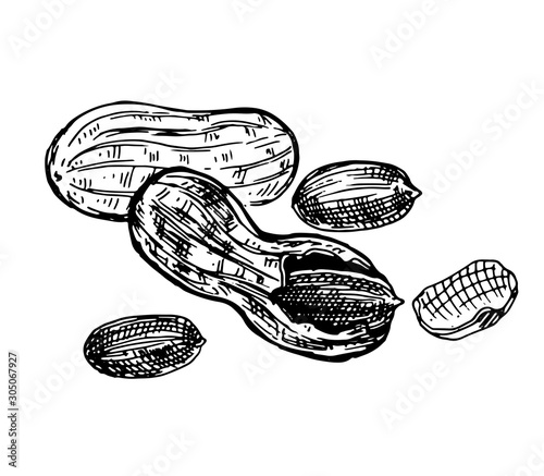 Peanut, whole nut, shell and kernel of a nut