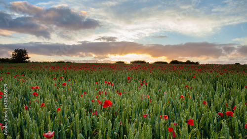 Field of Poppies near Dorchester