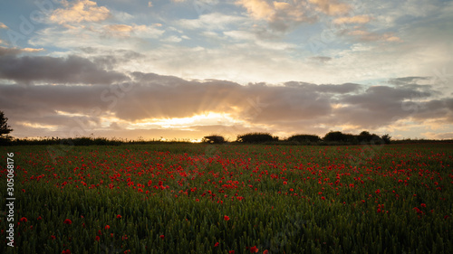 Field of Poppies near Dorchester