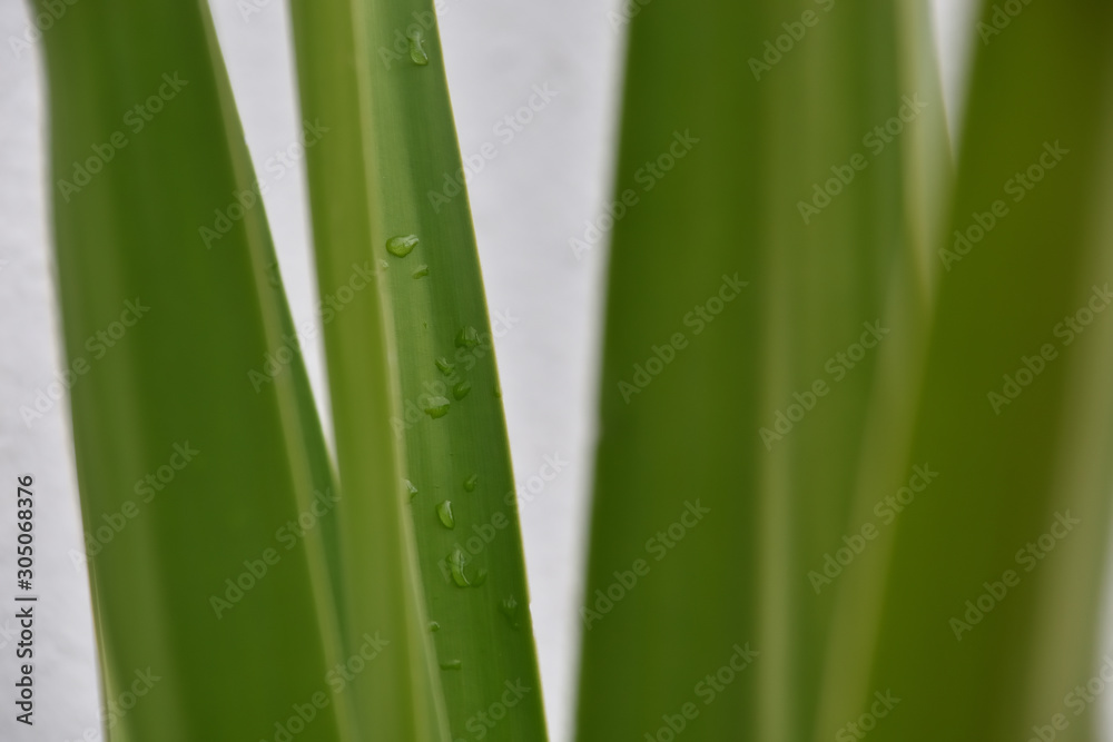 Green palm leaves after the rain Green palm leaves after the rain