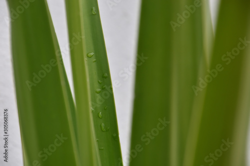 Green palm leaves after the rain