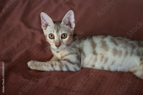 Close-up of female silver spotted tabby bengal kitten with yellow eyes. photo