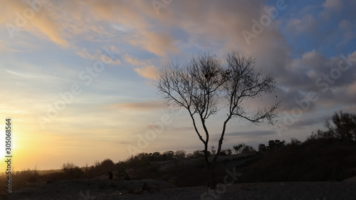 dry tree trunks against a beautiful sky background