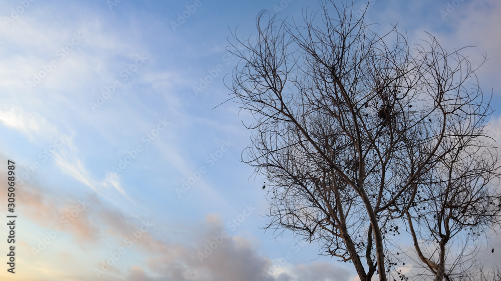 dry tree trunks against a beautiful sky background dry tree trunks against a beautiful sky background