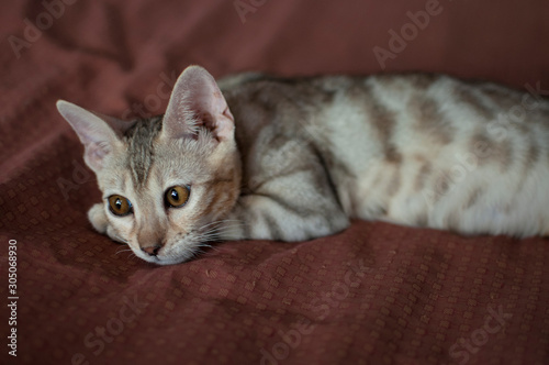 Close-up of female silver spotted tabby bengal kitten with yellow eyes. photo