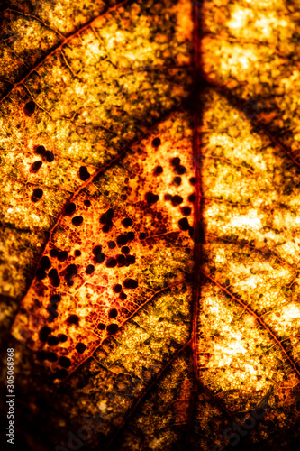 Macro Close Up of a Winter Fallen Leaf Rotting Abstract Background
