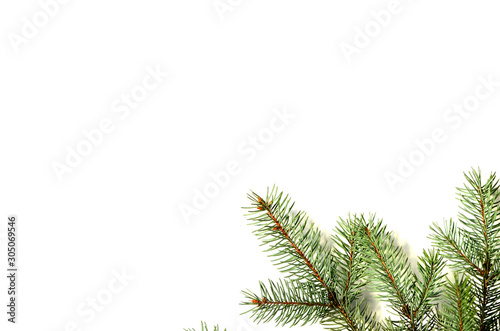 Close-up branch of pine tree isolated on white background  new year photo 