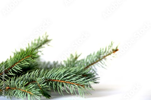 Close-up branch of pine tree isolated on white background, new year photo 
