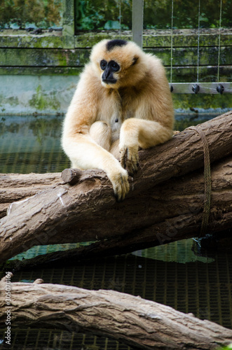 White gibbon or Hylobates lar laying down and resting on a tree  trunk near a river or little lake