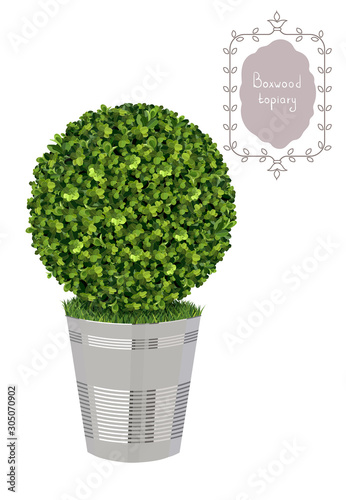 Isolated spiral boxwood topiary in a flower pot, garden plant, vector background. English boxwood, evergreen dwarf shrubs. Shrub for landscape.