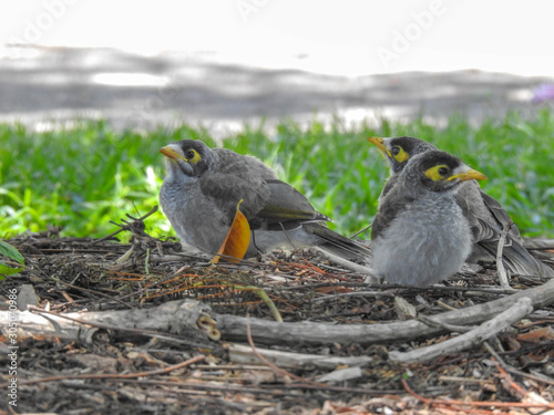 Fledgling noisy miners on the ground in Australia