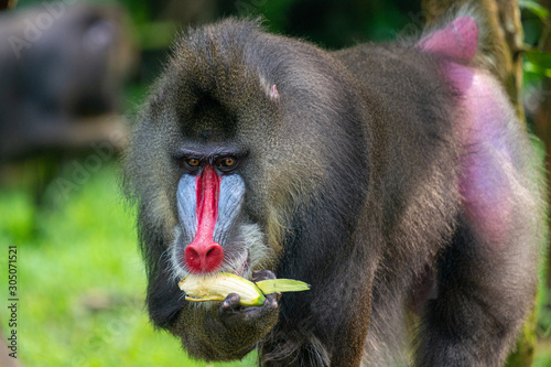 Foto Mandrill Primate at Singapore Zoo