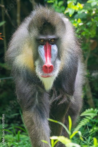 Mandrill Primate at Singapore Zoo