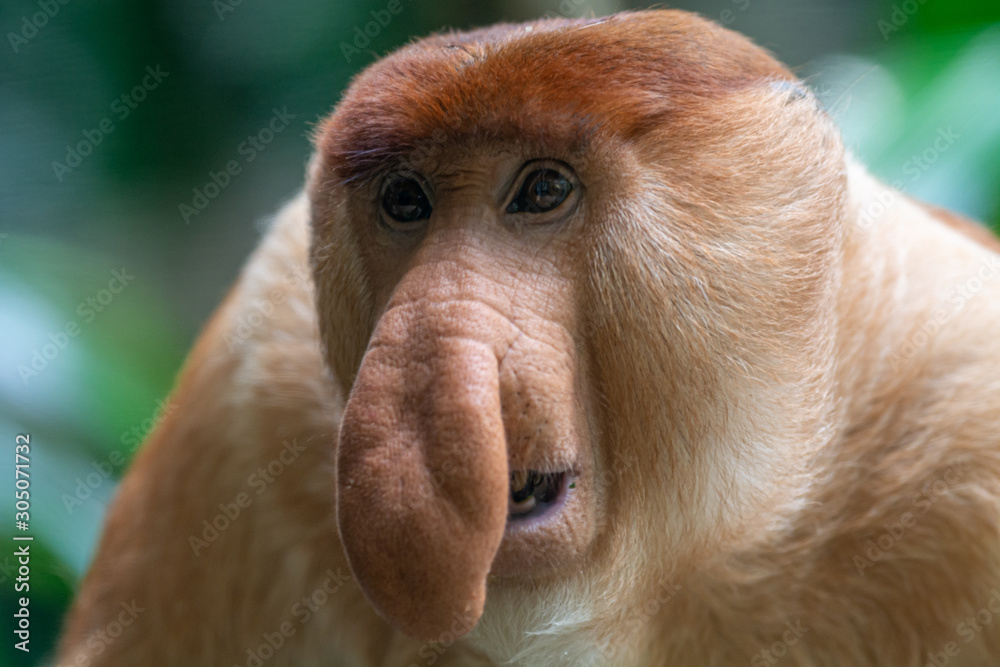 Naklejka premium Proboscis Monkey at Singapore Zoo