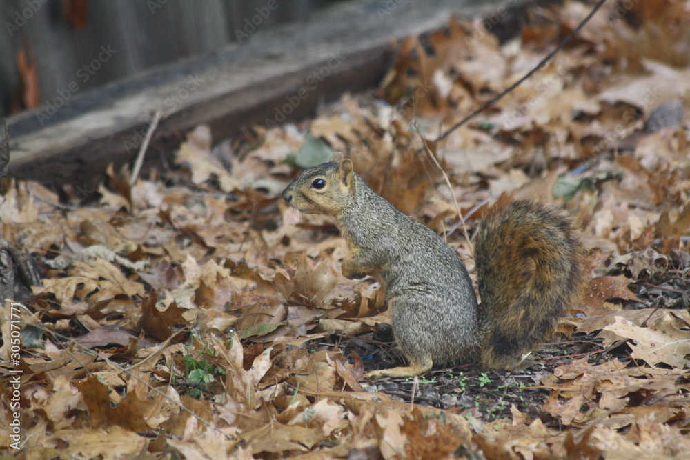 squirrel posing squirrel posing