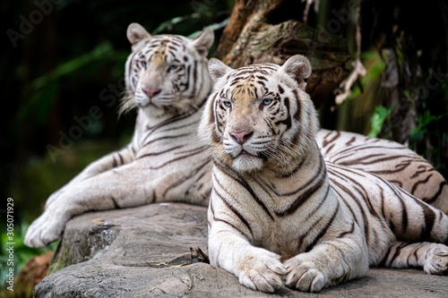 Print op canvas White Tiger at Singapore Zoo