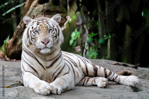 White Tiger at Singapore Zoo