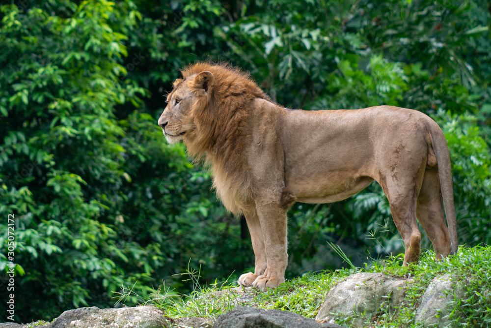Fototapeta premium Lion at Singapore Zoo