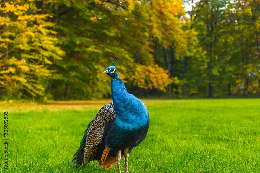 Peacocks walking in the park in Graz, Styria region, Austria Peacocks walking in the park in Graz, Styria region, Austria