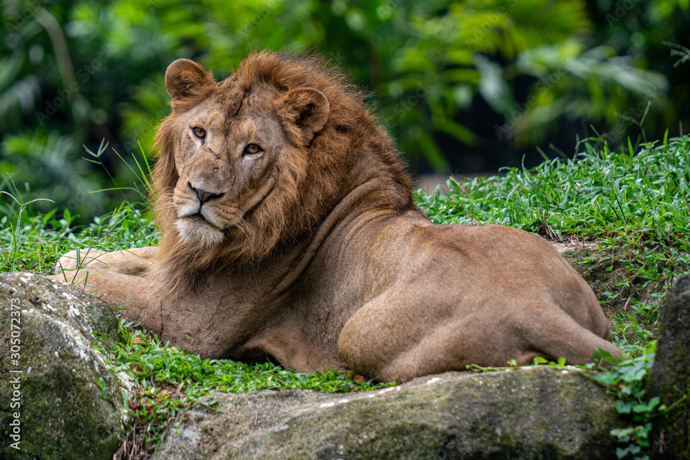 Obraz premium Lion at Singapore Zoo