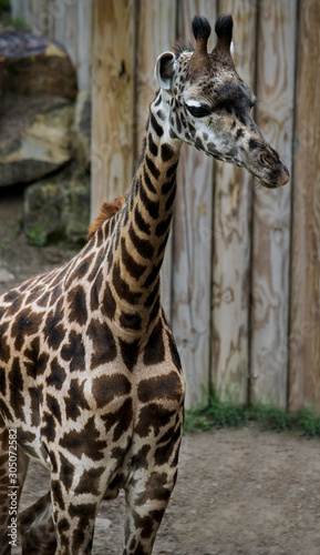 Photography Baby Giraffe, Zoo Animal