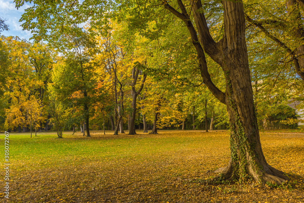 Naklejka premium Colorful and vivid autumn colors and bright blue sky in the park