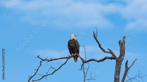 An American Bald Eagle perched against a blue sky and couds.