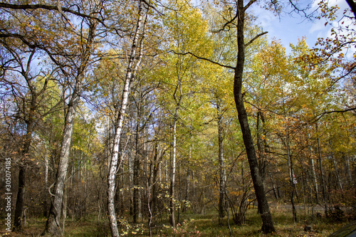 Autumn forest with pine birch oak trees in sunny evening