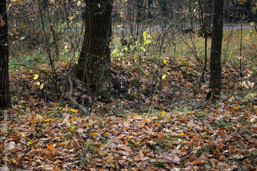 Autumn forest with pine birch oak trees in sunny evening Autumn forest with pine birch oak trees in sunny evening