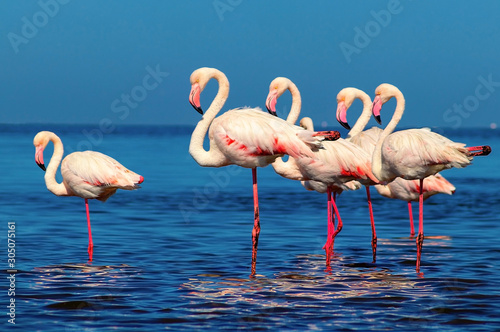 Wild african birds. Group of African white flamingo birds and their reflection on the blue water. Walvis bay, Namibia, Africa