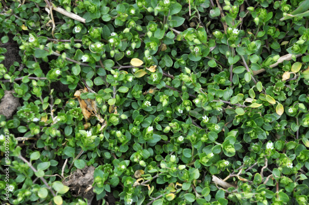 A sprocket (Stellaria media) grows in the soil A sprocket (Stellaria media) grows in the soil