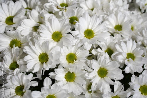horizontal background with white chrysanthemums  daisies 