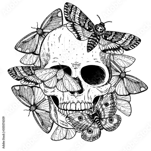 Skull and butterflies hand drawn sketch illustration. Tattoo vintage print. Butterfly and skull vector illustration. Sketch print