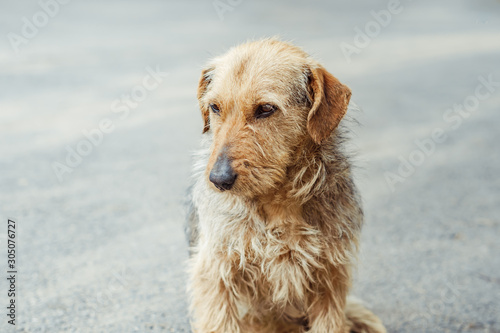 shaggy dog sitting on the pavement