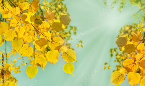 Branches of a lime tree yellowed in fall season. Autumn background