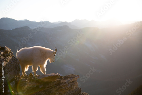 Valhalla Provincial Park in the West Kootenays a rocky mountain goat (Oreamnos americanus) standing on a cliff during golden hour in British Columbia, Canada.