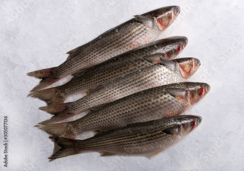 Pelengas, trout fresh on ice photo