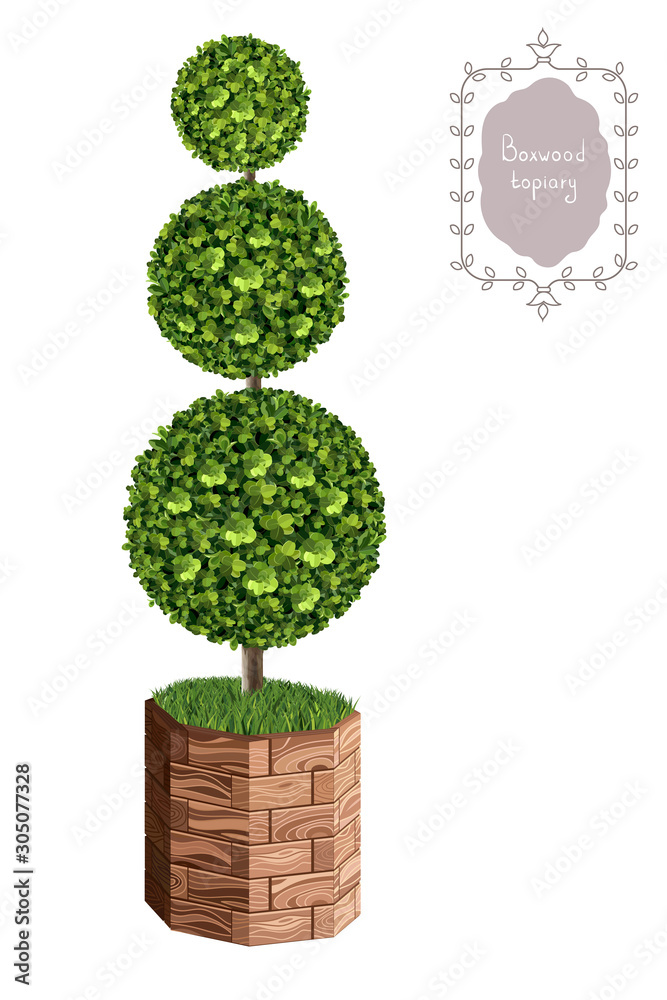 Isolated boxwood topiary in a wooden flower pot, garden plant, vector ...