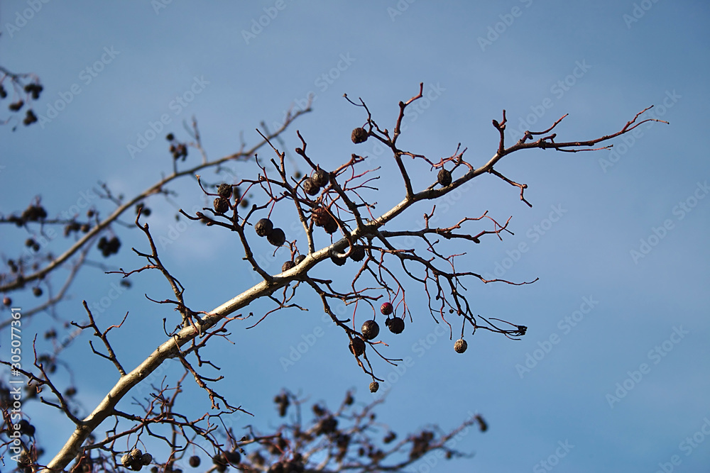 Branches against the blue frosty autumn sky Branches against the blue frosty autumn sky