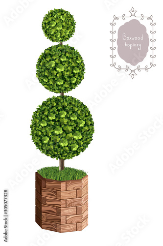 Isolated boxwood topiary in a wooden flower pot, garden plant, vector background. English boxwood, evergreen dwarf shrubs. Shrub for landscape.