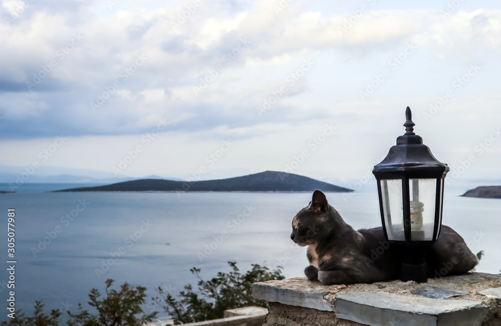 Fototapeta premium Cat and street lamp on background of picturesque seascape