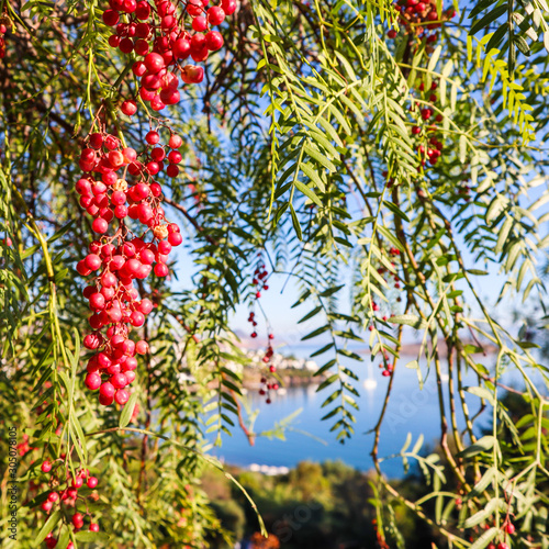 Branches of Brazilian pepper (Schinus terebinthifolius or aroeira or rose) with fruits on a background of a seascape photo