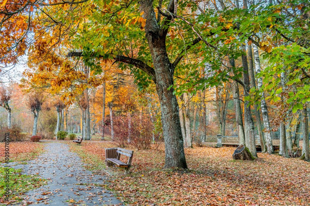 Autumn morning in old national public park, Europe, Autumn morning in old national public park, Europe,