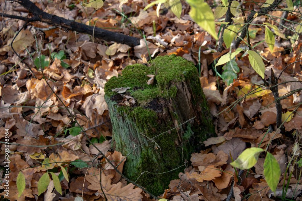Stump of a felled tree in green moss among autumn leaves Stump of a felled tree in green moss among autumn leaves