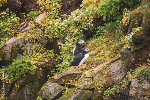 Two atlantic puffins