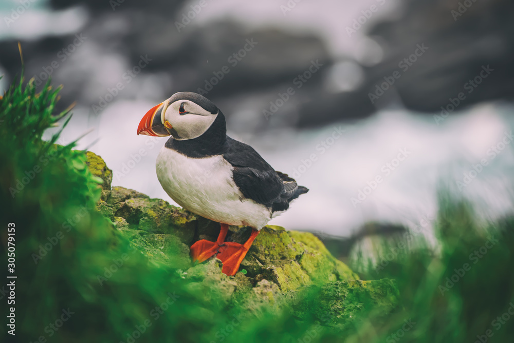 Fototapeta premium Single atlantic puffin