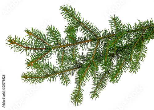 pine branch / pine-tree twig. Spruce . fir-tree. Decoration for new year and christmas, xmas festive and holidays.
